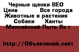 Черные щенки ВЕО › Цена ­ 5 000 - Все города Животные и растения » Собаки   . Ханты-Мансийский,Пыть-Ях г.